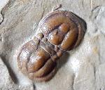 Peronopsis interstricta (WHITE 1874) - Bild © FossNet FossilienStore